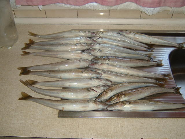 whiting today